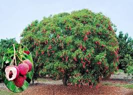 Litchi Plants